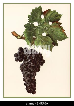 UVE DA VINO litografia d'epoca Illustrazione 1900s di un mazzo maturo di uve Cabernet Sauvignon sul vitigno il Cabernet Sauvignon è una delle varietà di uve da vino rosso più riconosciute al mondo. È coltivato in quasi tutti i principali paesi produttori di vino tra una gamma diversificata di climi dall'Australia e dalla Columbia Britannica, Canada, alla Beqaa Valley del Libano. Il Cabernet Sauvignon è diventato riconosciuto a livello internazionale grazie alla sua preminenza nei vini di Bordeaux dove è spesso miscelato con Merlot e Cabernet Franc. Foto Stock