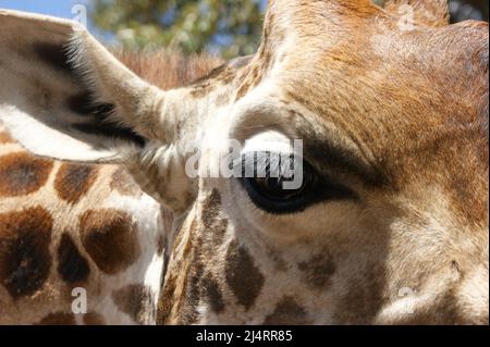 Occhio della giraffa Foto Stock