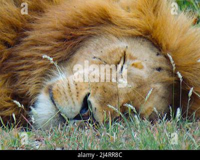 Leone maschio addormentato Foto Stock