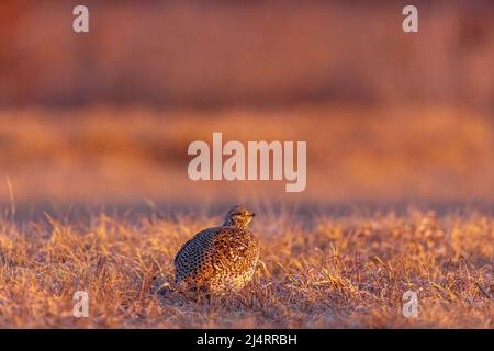 Gallo dalla coda affilata nel Wisconsin settentrionale. Foto Stock