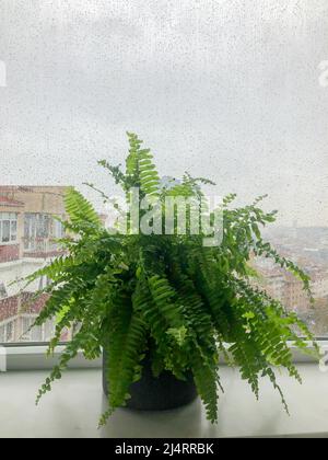 Effrolepis exaltata, Boston feln houseplant in pentola su davanzale in un giorno piovoso. Pianta verde lascia sopra pioggia gocce sulla finestra contro la vista della città con s. Foto Stock