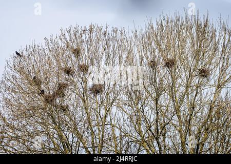Gruppo di corvi nidi in cima agli alberi durante la stagione primaverile di allevamento nel Wiltshire UK Foto Stock