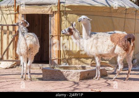 llama, camelide sudamericana addomesticata, ampiamente utilizzata come animale da carne e impacco dalle culture andine fin dall'era precolombiana in una fattoria Foto Stock
