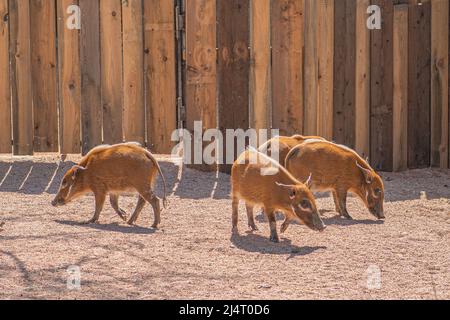 Boscimino, potamochoerus larvatus, membro della famiglia dei suini che abita foreste, boschi, vegetazione fluviale e zone coltivate a est e a sud Foto Stock