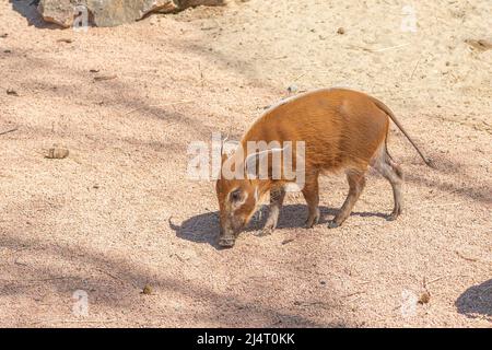 Boscimino, potamochoerus larvatus, membro della famiglia dei suini che abita foreste, boschi, vegetazione fluviale e zone coltivate a est e a sud Foto Stock