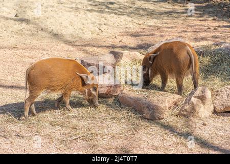 Boscimini, potamochoerus larvatus, membro della famiglia dei suini che abita foreste, boschi, vegetazione fluviale e zone coltivate a est e a sud Foto Stock