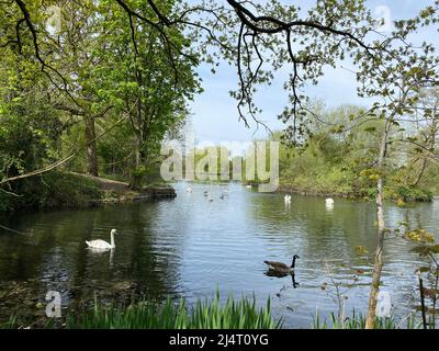 Cigni godendo il sole che nuota nel lago di Little Britain dopo un inverno freddo. Foto Stock