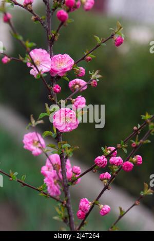 Sfondo primaverile, rami di mandorle fiorenti nel giardino. Primo piano di alberi di mandorle fioriti. Foto Stock
