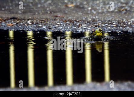 Valencia, Carabobo, Venezuela. 17th Apr 2022. Aprile 17,2022. Un canario criollo, aprovecha el pozo de agua en la calle para refrescarse mientras terminale de escampar la suave lovizna del dia que da inicio a la temporada de luvias en Venezuela. Foto: Juan Carlos Hernandez (Credit Image: © Juan Carlos Hernandez/ZUMA Press Wire) Foto Stock