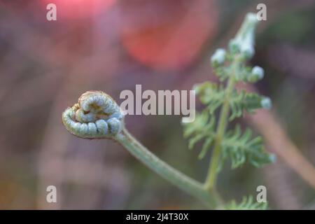 sfondo naturale con primo piano di foglie di felce non aperte. pianta giovane. spazio per la copia. Bellezza della natura Foto Stock