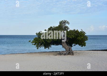 Vista di un albero di divi su Eagle Beach nelle prime ore del mattino. Foto Stock