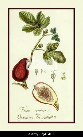 Litografia vintage di un fig. 1770s Ficus Carica e raffigurata in forma asportata Foto Stock