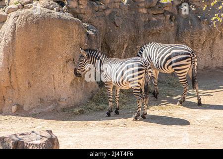 Belle pianure zebra o zebre, ippotigris, equini africani con distintivi cappotti a strisce bianche e nere Foto Stock