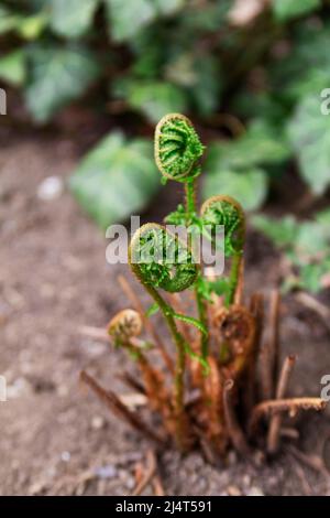 Apertura foglie di felce in un giardino di primavera, Moldavia. Fern e edera in primavera. Foto Stock