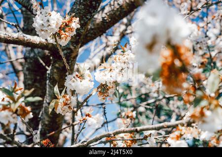 Fiori di ciliegio bianco che sbocciano sul ramo nella stagione primaverile contro il cielo blu Foto Stock