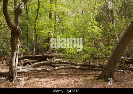 Fairmead Oak Epping Forest Essex, Inghilterra Regno Unito Europa Foto Stock