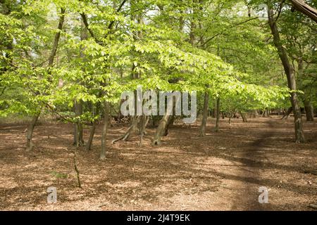 Fairmead Oak Epping Forest Essex, Inghilterra Regno Unito Europa Foto Stock