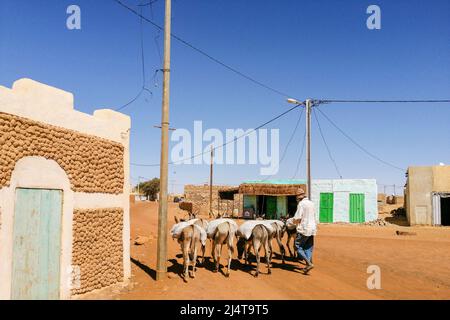 Mauritania, Chinguetti, asini in città Foto Stock