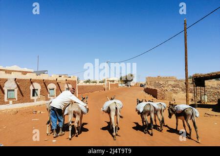 Mauritania, Chinguetti, asini in città Foto Stock