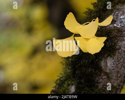 Primo piano delle foglie di biloba color oro di Gingko su un tronco di muschio con l'oro sullo sfondo. Fotografato con una profondità di campo poco profonda. Foto Stock