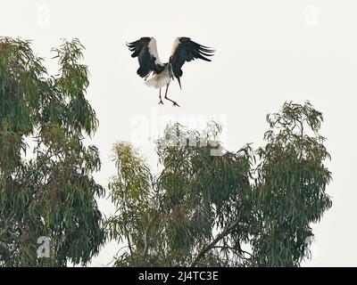 Cicogna bianca terra su albero per la notte Foto Stock