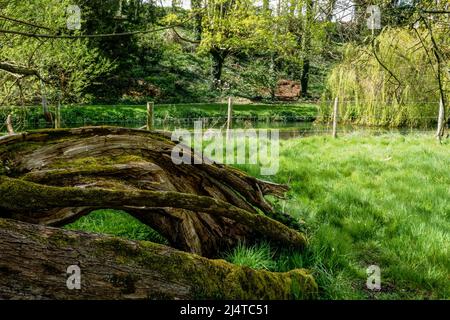 Resti di un tronco di albero lungo il fiume clearwater Chalkstream avon nel Wiltshire in primavera vibrante, canne fluenti e salice piangente Foto Stock