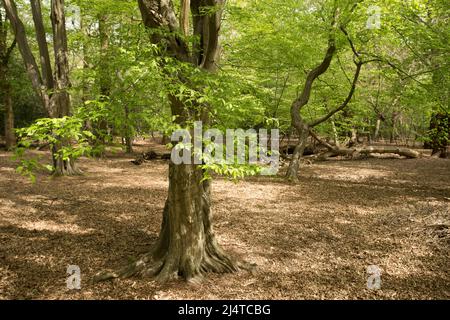 Fairmead Oak Epping Forest Essex, Inghilterra Regno Unito Europa Foto Stock