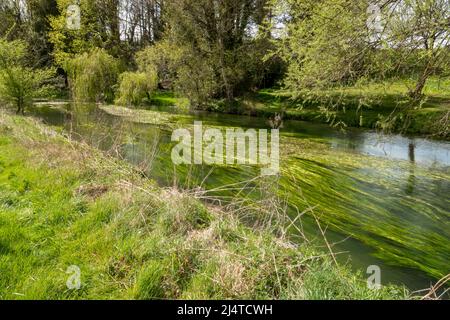 Una vista panoramica del fiume avon nel Wiltshire in primavera vibrante, canne fluide e sopra-sospeso willow albero Foto Stock