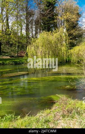 Una vista panoramica del fiume avon nel Wiltshire in primavera vibrante, canne fluide e sopra-sospeso willow albero Foto Stock