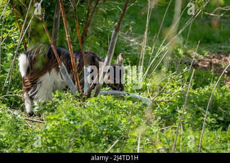 Primo piano di una capra finlandese (Capra aegagrus hircus) Foto Stock