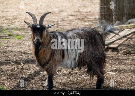 Primo piano di una capra finlandese (Capra aegagrus hircus) Foto Stock