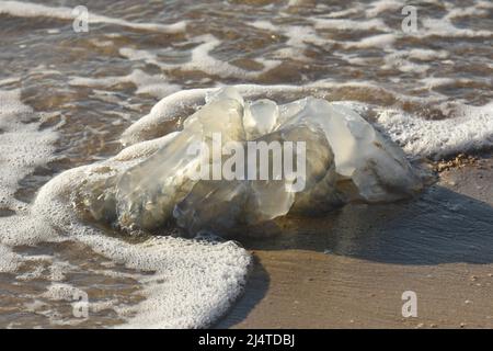 grande medusa arenata sulla riva del mare Foto Stock