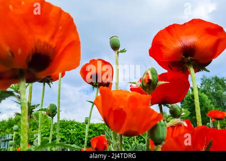 Vista dal basso dei papaveri rossi. Fiori in giardino contro il cielo. Sfondo naturale estivo. Crescente papavero di pianta medica. Foto Stock