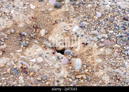 Macro fotografia di formiche rosse grandi che camminano dentro e fuori del loro antrillo Foto Stock