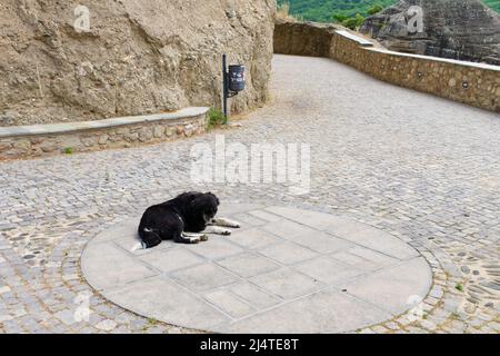 Un grande vecchio cane nero con macchie bianche giace su lastre di pietra alte nelle montagne della Grecia Foto Stock