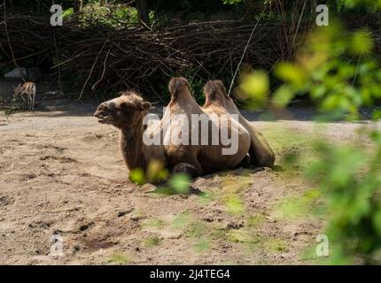 Cammello che si posa nello zoo con foglie verdi di fronte Foto Stock