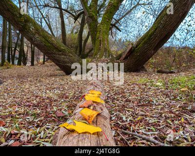 Scenario autunnale con tre tronchi d'albero e foglie gialle in primo piano Foto Stock