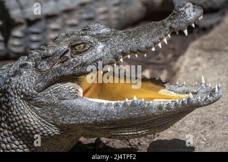 Coccodrillo Siamese (Crocodylus siamensis) con bocca aperta al parco zoologico dell'allevamento degli alligatori di Sant'Agostino sull'isola di Anastasia a Sant'Agostino, Florida. Foto Stock
