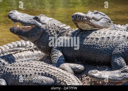 Alligatori americani (Alligator mississippiensis) che si crogiolano al sole al St. Augustine Alligator Farm Zoological Park a St. Augustine, Florida. (USA) Foto Stock