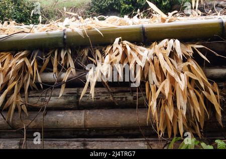 iida, nagano, giappone, 2022/18/04 , foto di alcuni tronchi di bambù tagliati sotto la pioggia, e posti sopra uno strato di foglie giallastro. Foto Stock