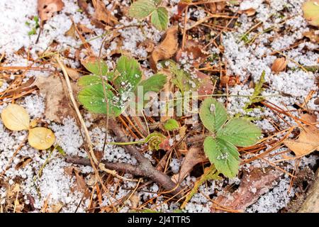 Piccole piante di fragola circondate da un sottile strato fresco di neve Graupel in primavera Foto Stock