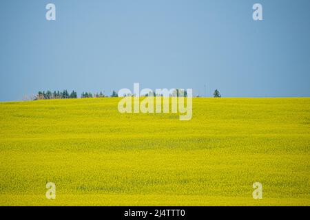 Campo di canola in Alberta con alberi sull'orizzonte Foto Stock