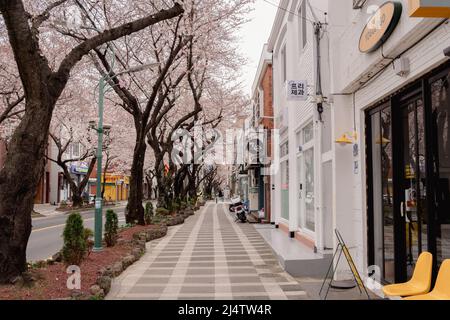 Isola di Jeju, Corea - 28 marzo 2022 : strada dei fiori di Jonnong-ro ciliegio Foto Stock