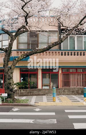 Isola di Jeju, Corea - 28 marzo 2022 : strada dei fiori di Jonnong-ro ciliegio Foto Stock