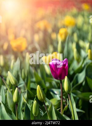 tulipano viola singolo tra tulipani gialli con sole Foto Stock