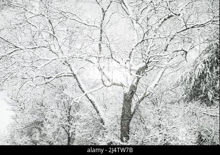 Nevicate di nuova caduta durante una tempesta di neve in Vermont, New England, USA. Foto Stock