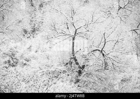 Nevicate di nuova caduta durante una tempesta di neve in Vermont, New England, USA. Foto Stock