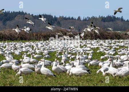 Le oche della neve si radunano nella loro casa d'inverno nel Delta del fiume Skagit nello Stato di Washington Occidentale, Stati Uniti Foto Stock