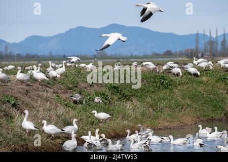 Le oche della neve si radunano nella loro casa d'inverno nel Delta del fiume Skagit nello Stato di Washington Occidentale, Stati Uniti Foto Stock