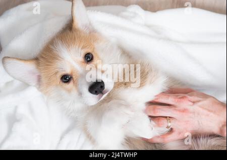 Donna ha avvolto un cucciolo rosso di corgi in una coperta. Foto Stock